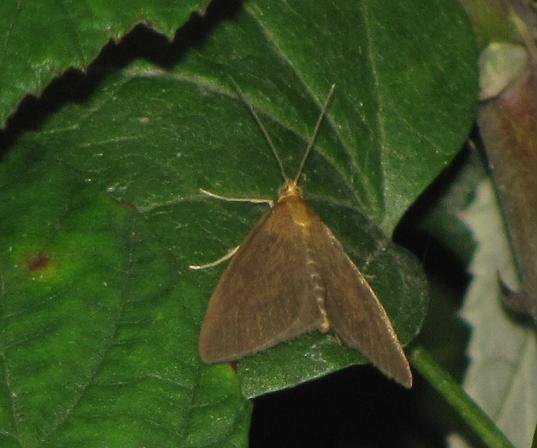 Falena da ID - Evergestis sp.